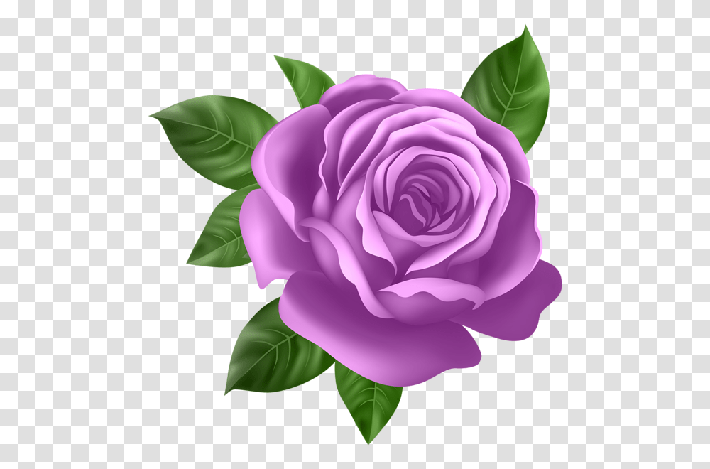 Purple Rose Clip, Flower, Plant, Blossom, Petal Transparent Png