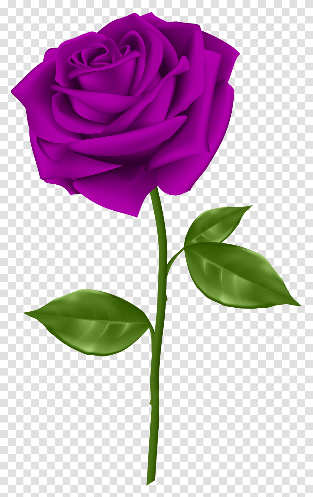 Purple Rose Clip, Plant, Flower, Blossom, Petal Transparent Png