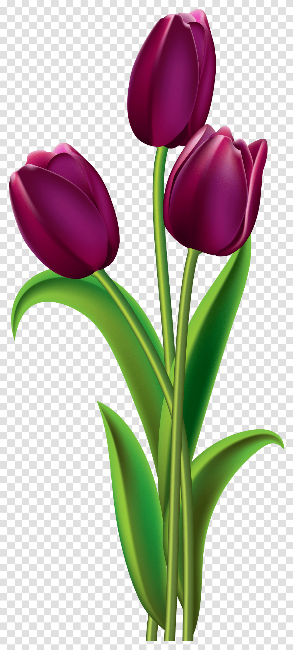 Purple Rose Clipart Australia, Plant, Flower, Blossom, Tulip Transparent Png