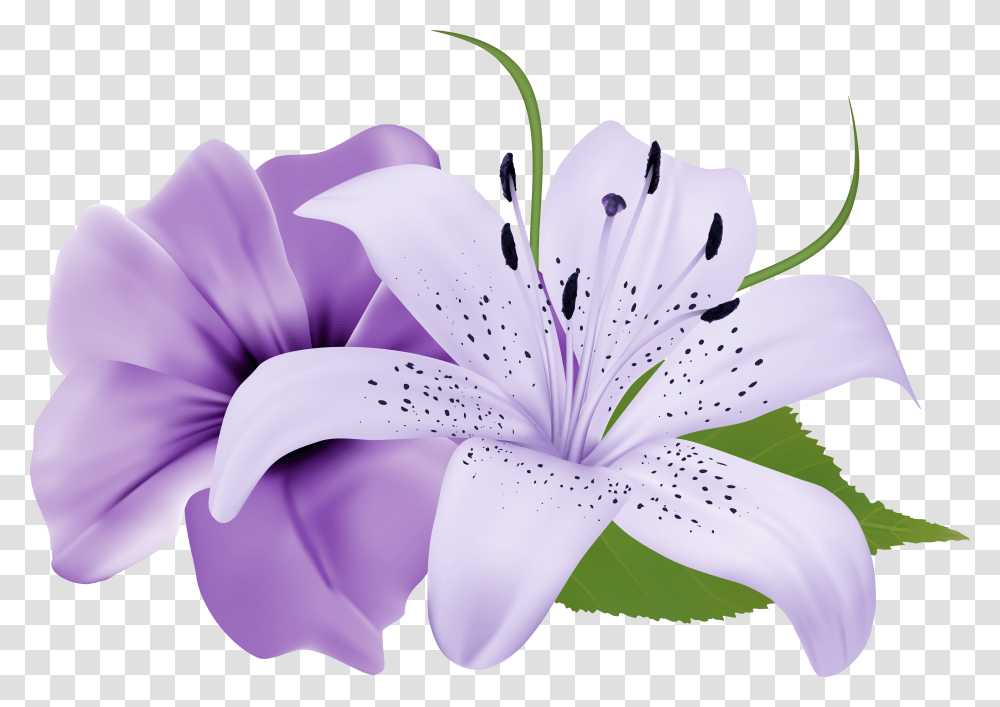 Purple Rose Clipart Australia Purple Lily Flower, Plant, Blossom, Anther, Petal Transparent Png