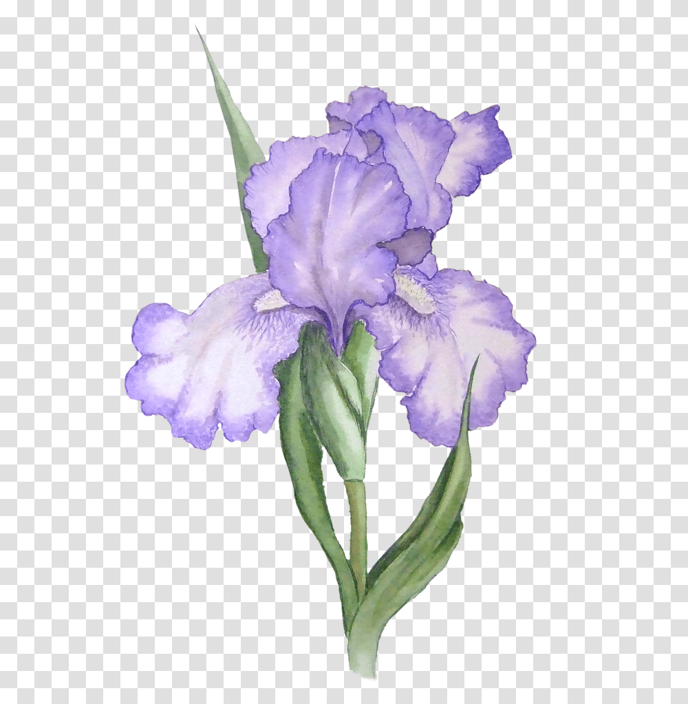 Purple Rose Clipart Background, Iris, Flower, Plant, Blossom Transparent Png