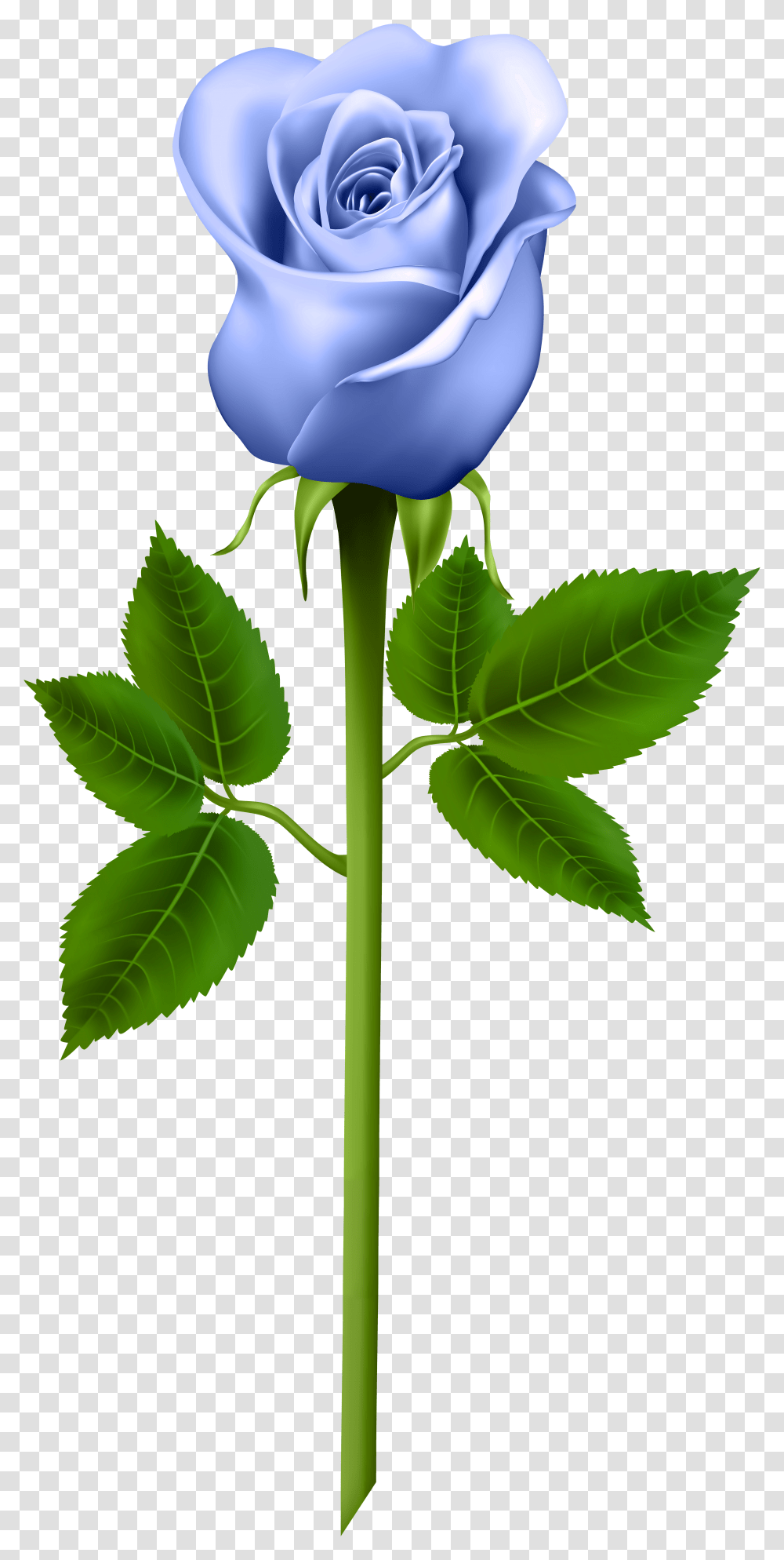 Purple Rose Clipart Download Blue Rose, Plant, Flower, Blossom, Leaf Transparent Png