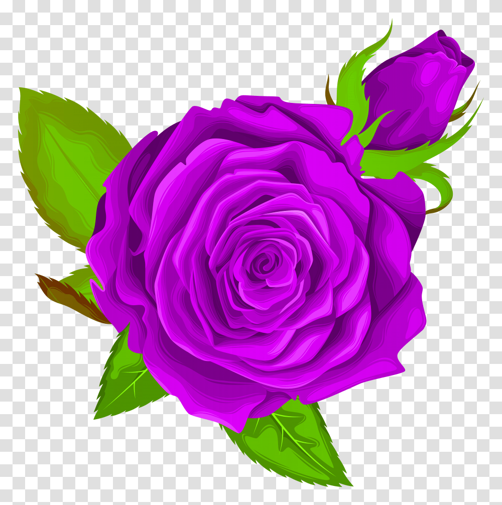 Purple Rose Decorative Clip Art Transparent Png