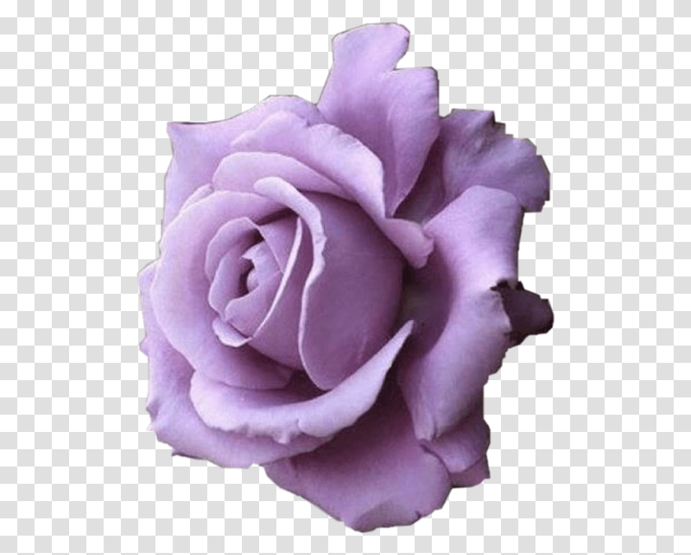 Purple Rose Flower Purpleflower Purplerose Freetoedit Funny Wallpapers For Mobile, Plant, Blossom, Petal, Icing Transparent Png