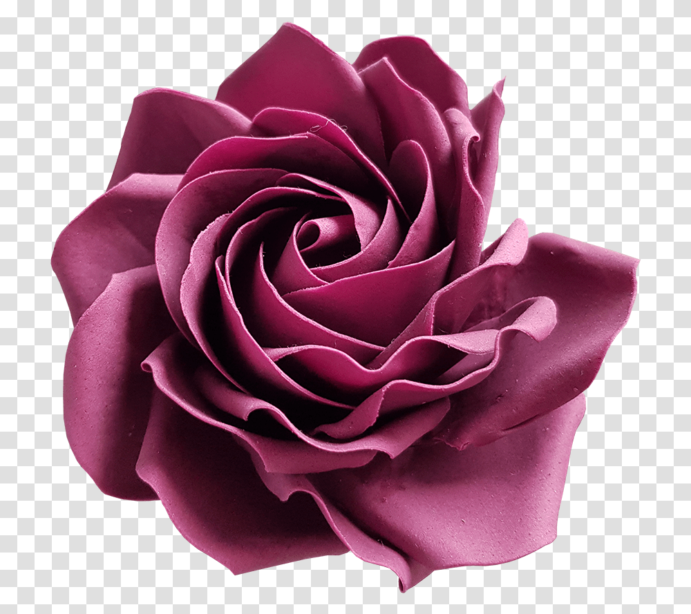 Purple Rose Garden Roses, Flower, Plant, Blossom, Dahlia Transparent Png