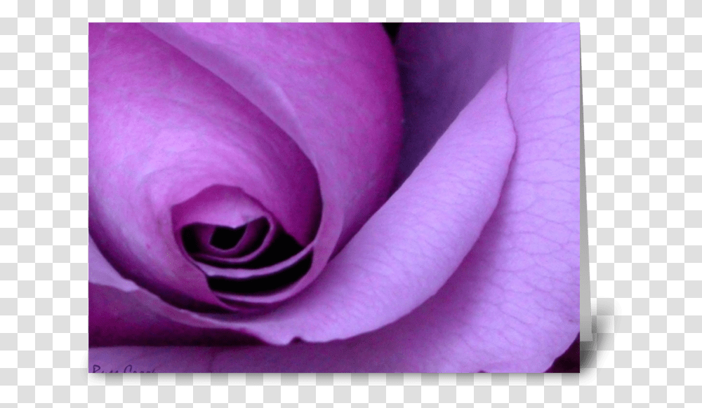 Purple Rose I'm So Sorry Purple Happy Mothers Day, Plant, Flower, Blossom, Petal Transparent Png