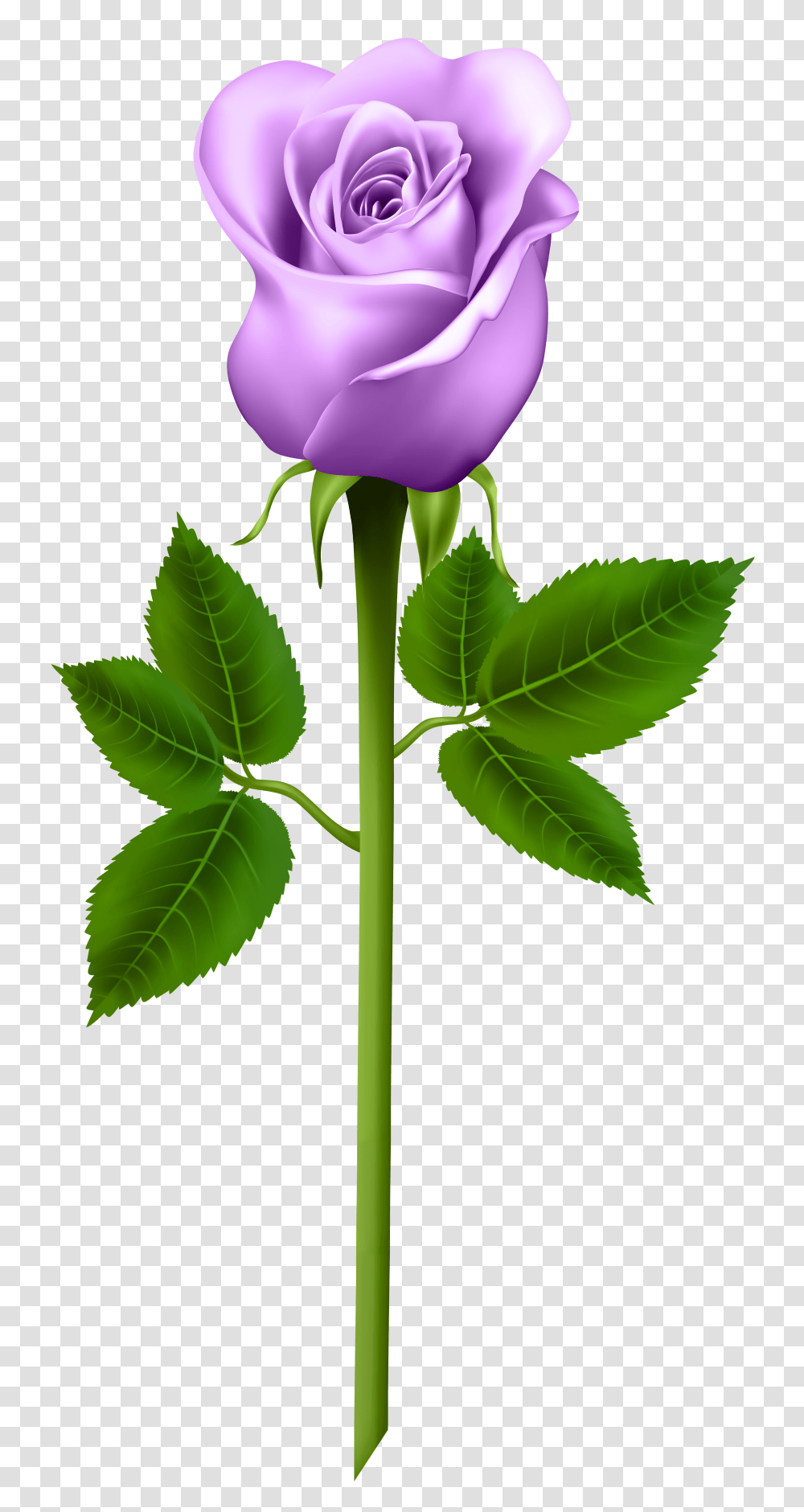 Purple Rose Image Free Purple Rose Clipart, Flower, Plant, Blossom Transparent Png