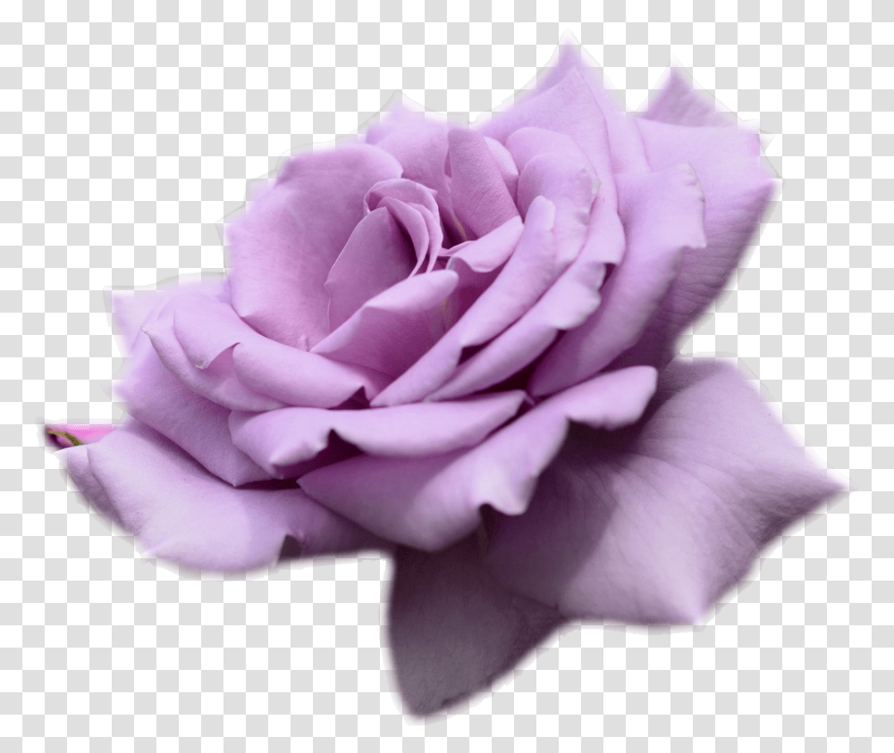 Purple Rose No Background Purple Rose, Flower, Plant Transparent Png