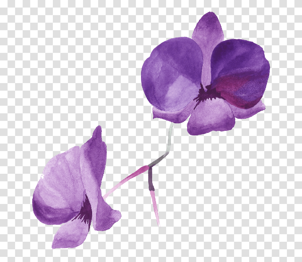 Purple Rose Petals Rose Purple Clip Art Image, Flower, Plant, Blossom, Geranium Transparent Png