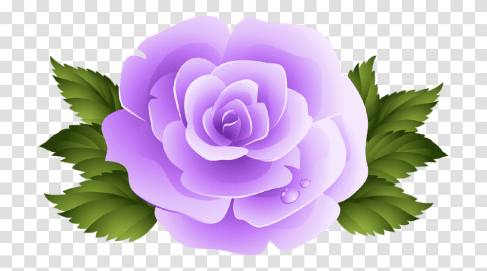 Purple Rose Pink Rose Flower Clipart, Plant, Dahlia, Blossom, Petal Transparent Png