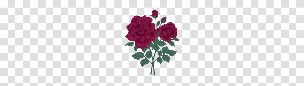 Purple Rose, Plant, Flower, Blossom, Carnation Transparent Png