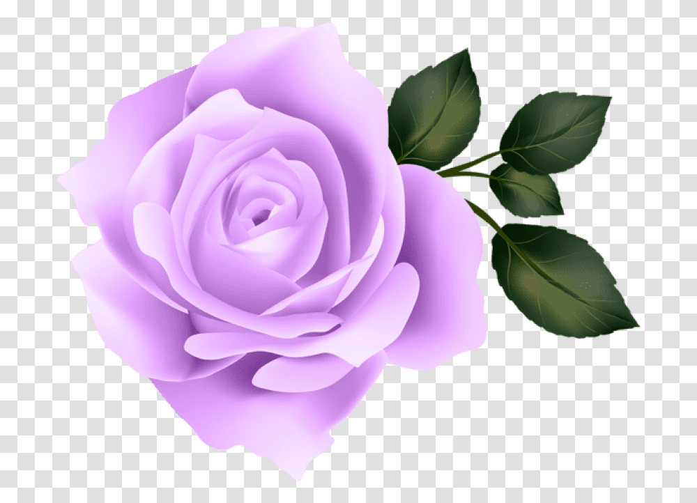 Purple Rose Purple Rose No Background, Plant, Flower, Blossom, Petal Transparent Png