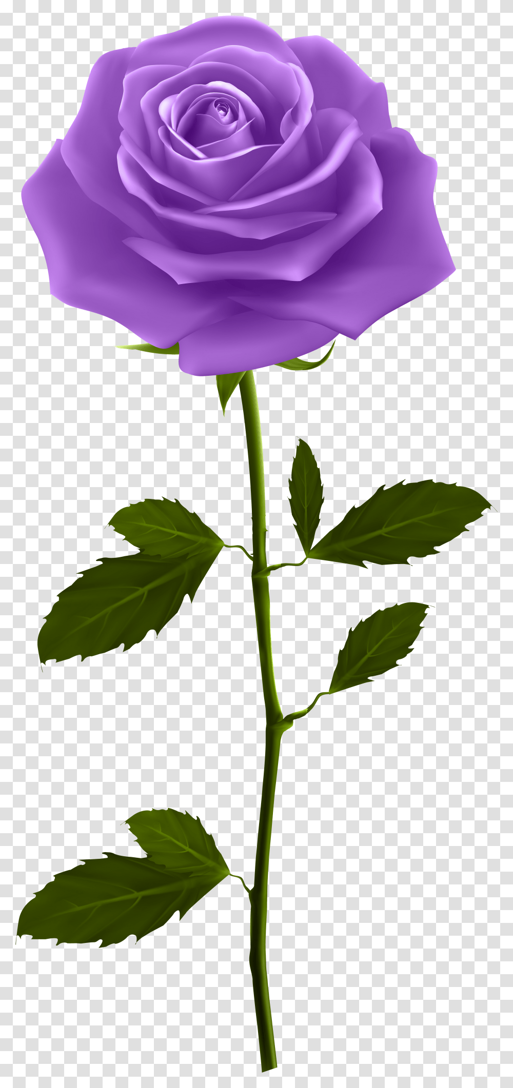Purple Rose Roses Cartoon With Stem Clip Art Purple Rose With Stem, Plant, Flower, Blossom, Petal Transparent Png