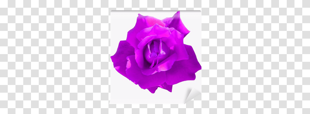 Purple Rose Wall Mural • Pixers We Live To Change Hybrid Tea Rose, Flower, Plant, Blossom, Petal Transparent Png