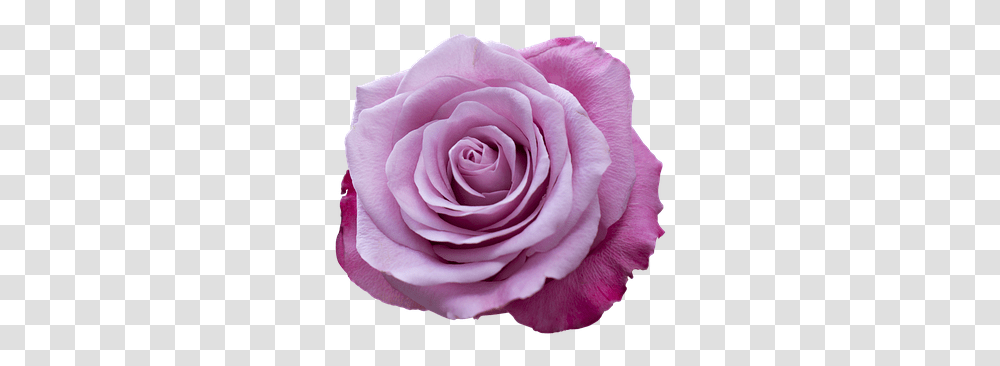 Purple Rose Wallpapers Hd Clip Art, Flower, Plant, Blossom, Petal Transparent Png