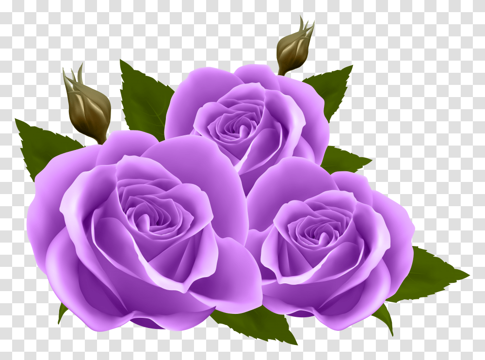 Purple Roses Clip Art Image Purple Rose Clip Art Transparent Png