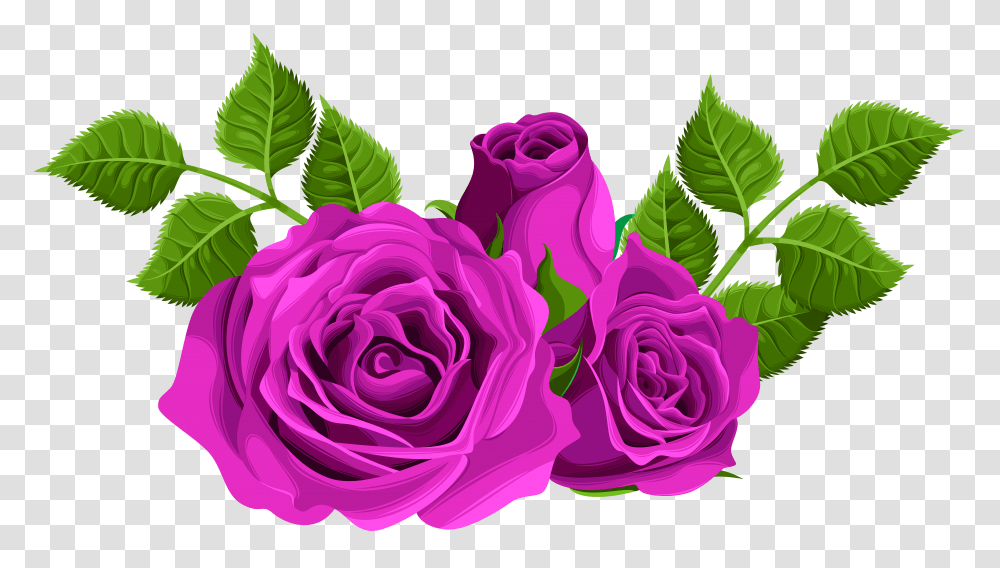 Purple Roses Decorative Clip Art Transparent Png