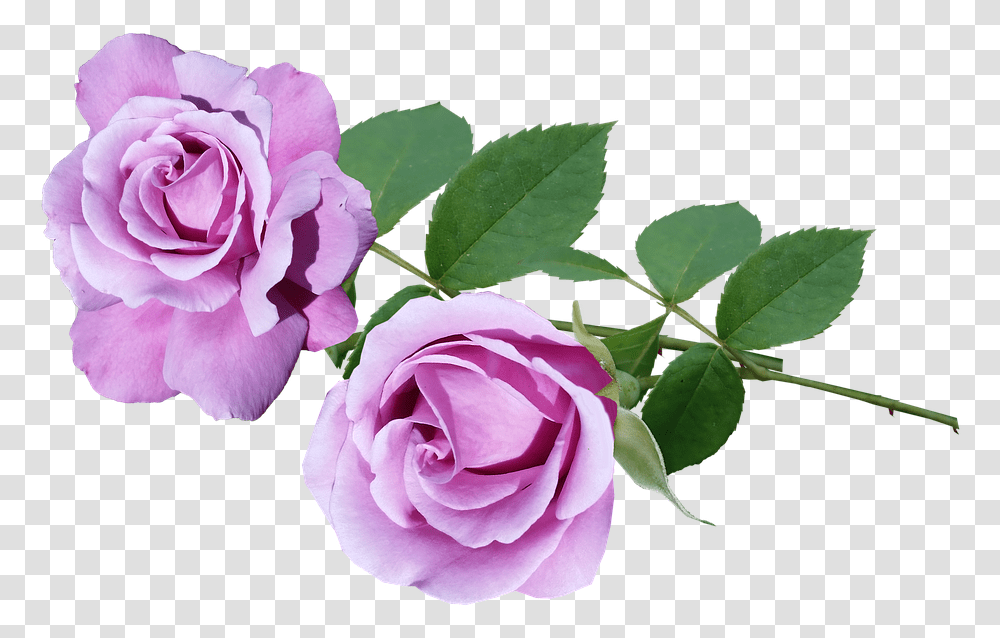 Purple Roses, Flower, Plant, Blossom, Petal Transparent Png