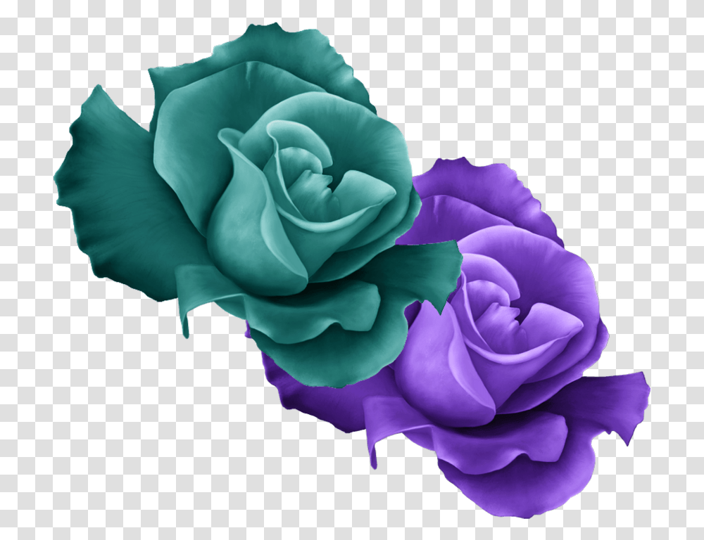 Purple Roses Violet And Green Rose, Flower, Plant, Blossom, Carnation Transparent Png