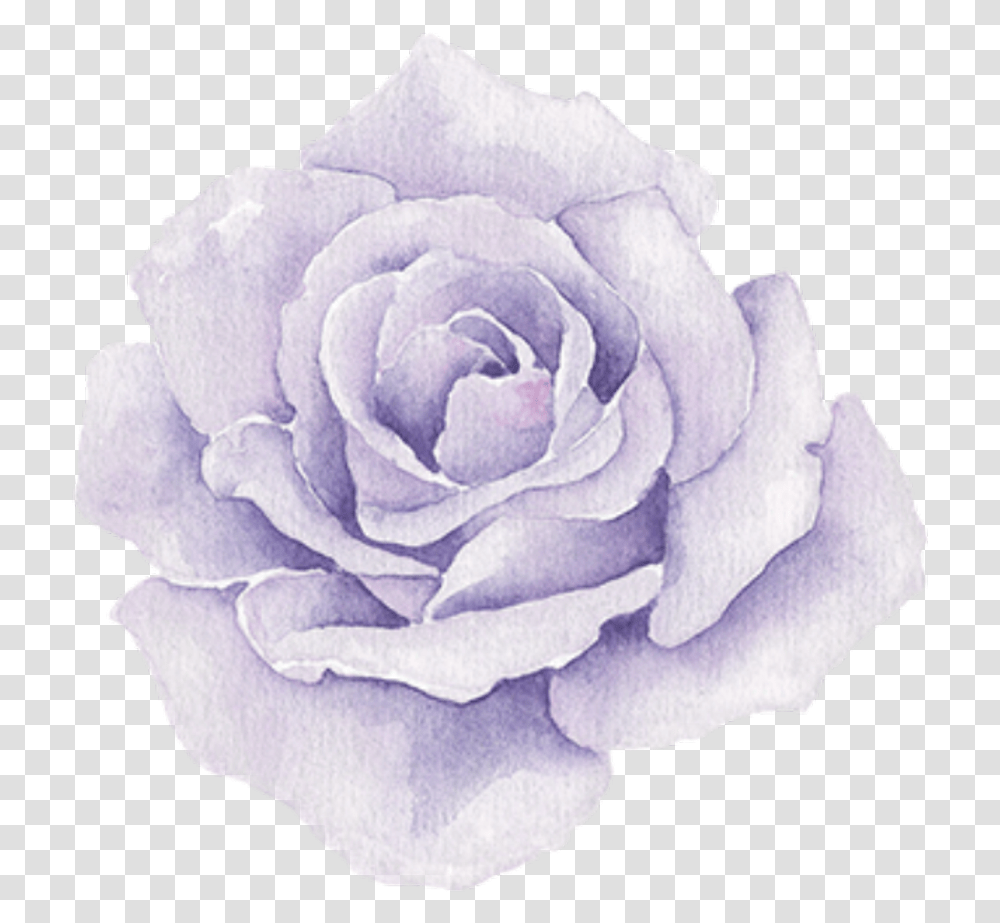 Purple Roses Watercolor Flowers, Plant, Blossom, Petal, Carnation Transparent Png