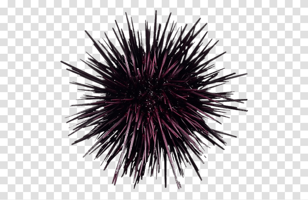 Purple Sea Urchin Sea Urchin Background, Sea Life, Animal, Invertebrate, Flower Transparent Png