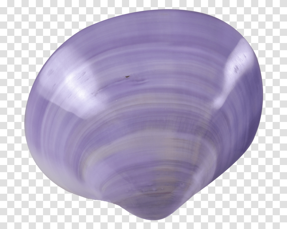 Purple Seashell Purple Seashell, Clam, Invertebrate, Sea Life, Animal Transparent Png