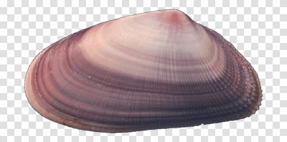 Purple Shell Baltic Clam, Seashell, Invertebrate, Sea Life, Animal Transparent Png