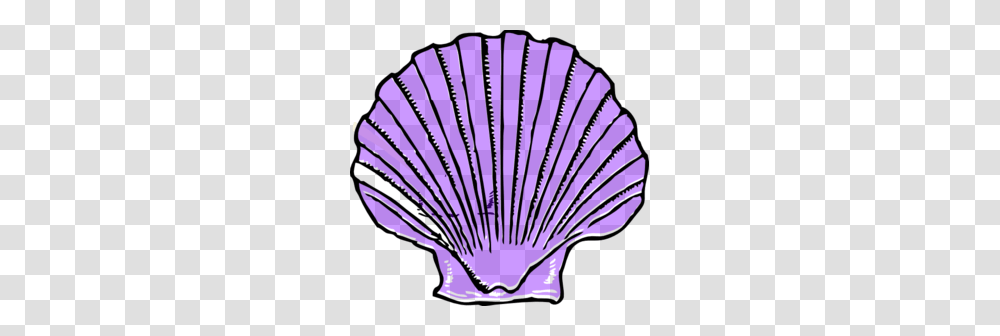 Purple Shell Clip Art, Invertebrate, Animal, Sea Life, Seashell Transparent Png