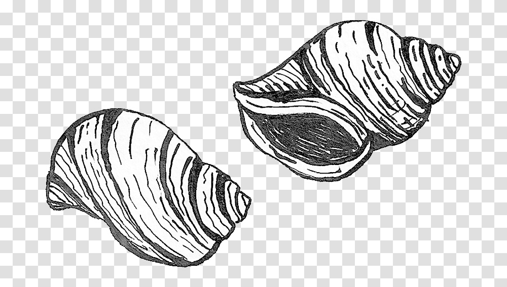 Purple Shell Sketch, Seashell, Invertebrate, Sea Life, Animal Transparent Png