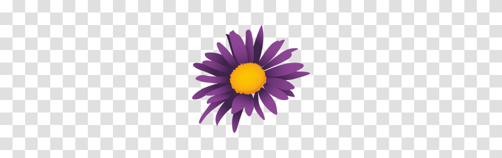 Purple Shield Label, Plant, Flower, Blossom, Daisy Transparent Png