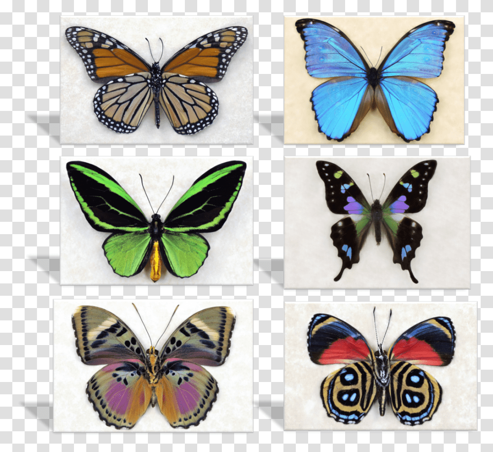 Purple Spotted Swallowtail Butterfly, Insect, Invertebrate, Animal, Collage Transparent Png