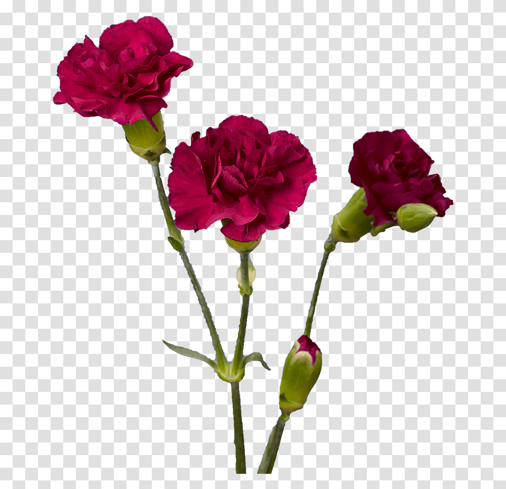 Purple Spray Carnations Cheap Garden Roses, Plant, Flower, Blossom, Geranium Transparent Png