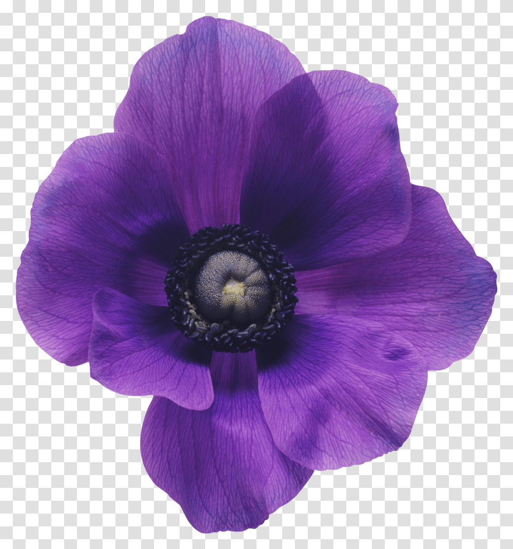 Purple Spring Dreamland Anemone Purple Flower Art, Plant, Blossom, Geranium, Petal Transparent Png