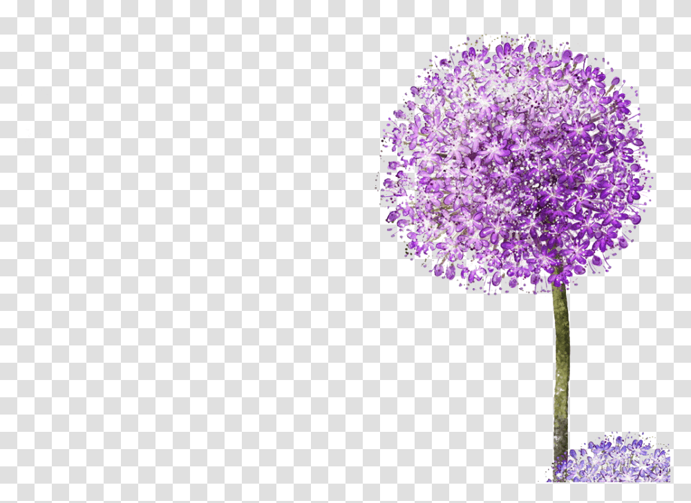 Purple Spring Flowers Drawing Colour, Plant, Blossom, Lamp, Allium Transparent Png