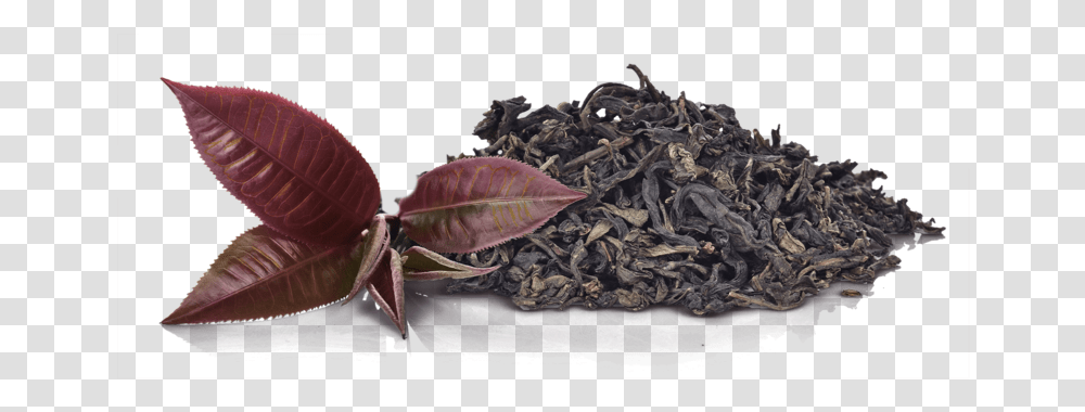Purple Tea Leaves, Plant, Leaf, Vase, Jar Transparent Png