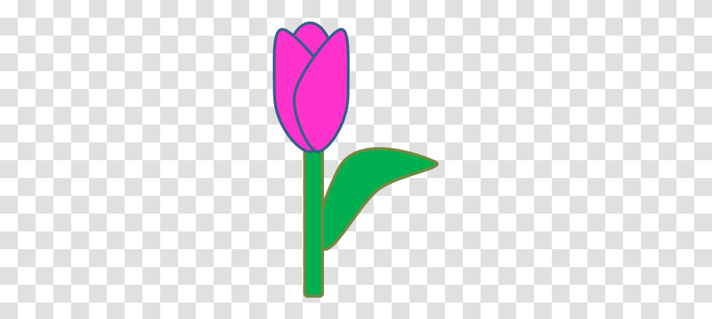 Purple Tulip Clipart, Plant, Flower, Blossom Transparent Png