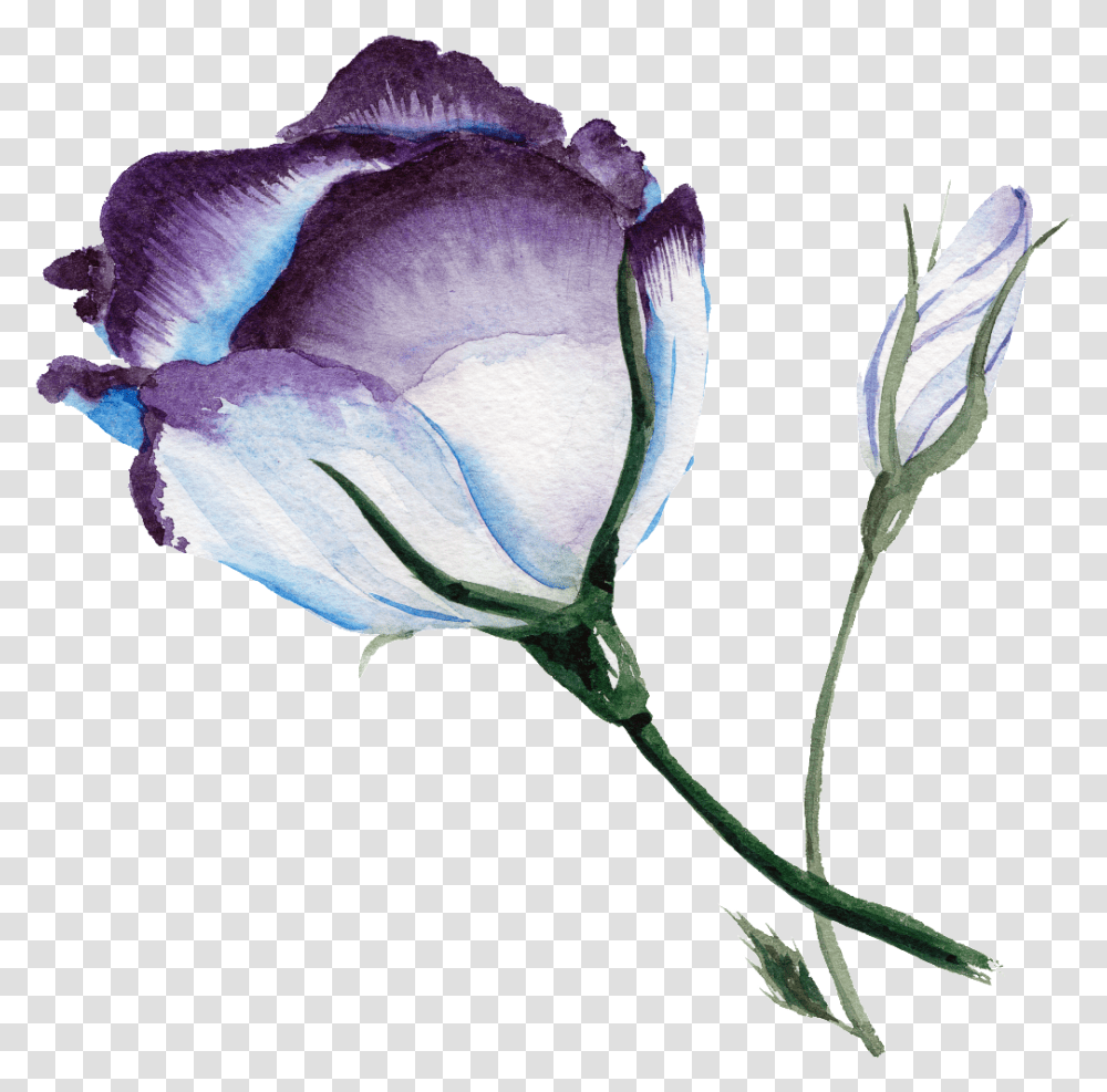 Purplish Blue Flower Watercolor Flower Background Flower Watercolor Blue, Plant, Rose, Blossom, Petal Transparent Png
