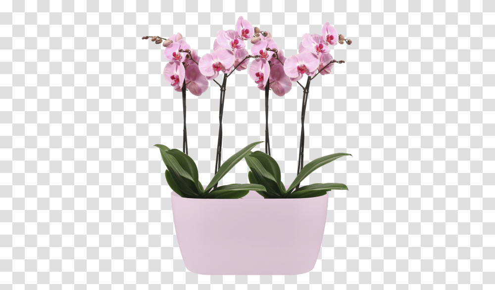 Put Multiple Orchids In One Pot, Plant, Flower, Blossom, Flower Arrangement Transparent Png