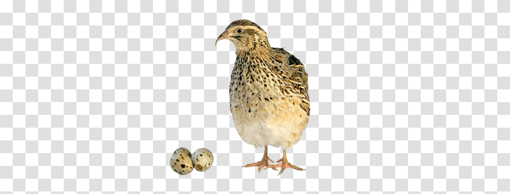 Puyuh Image, Bird, Animal, Quail, Beak Transparent Png