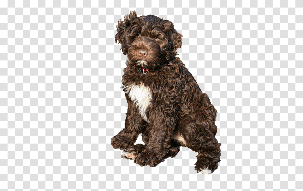 Pwd Foundation Inc Brown Portuguese Water Dog, Animal, Canine, Mammal, Pet Transparent Png