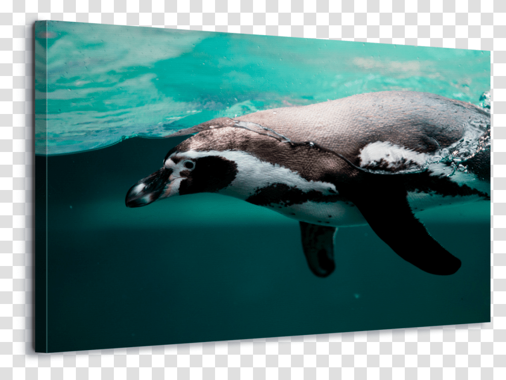 Pwnguin Swimming, Bird, Animal, Penguin, Bear Transparent Png