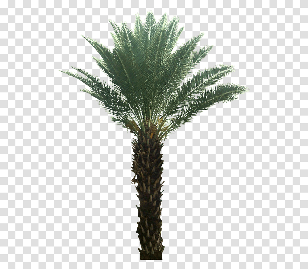 Pygmy Date Palm Desert Plants Background, Tree, Palm Tree, Arecaceae Transparent Png