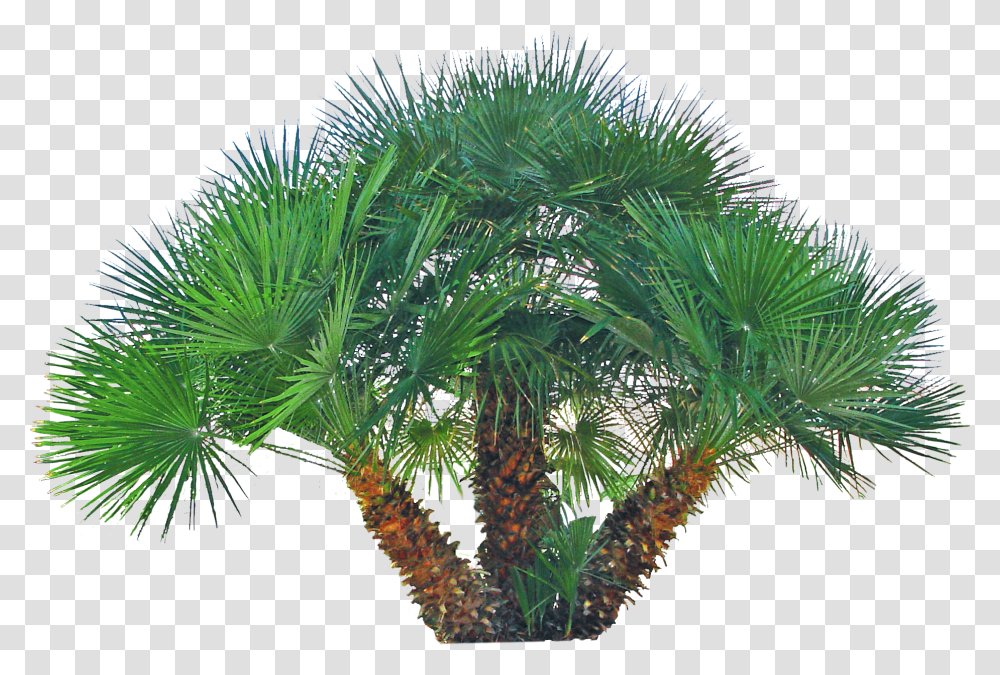 Pygmy Date Palm, Palm Tree, Plant, Arecaceae, Vegetation Transparent Png