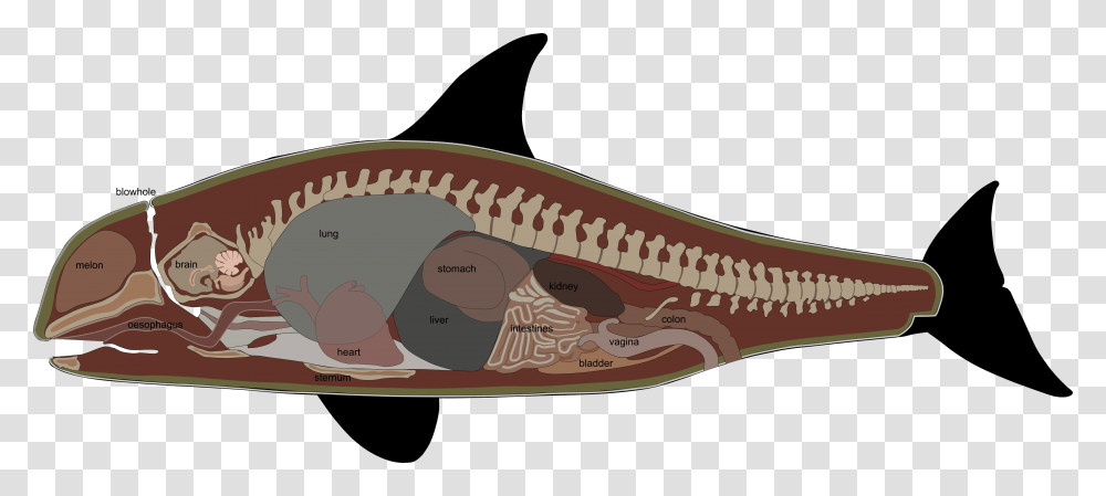 Pygmy Killer Whale Anatomy, Animal, Apparel, Reptile Transparent Png