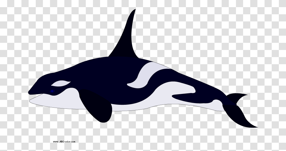Pygmy Killer Whale Dolphin Coloring Book Clip Art Killer Whale Real Color, Orca, Mammal, Sea Life, Animal Transparent Png