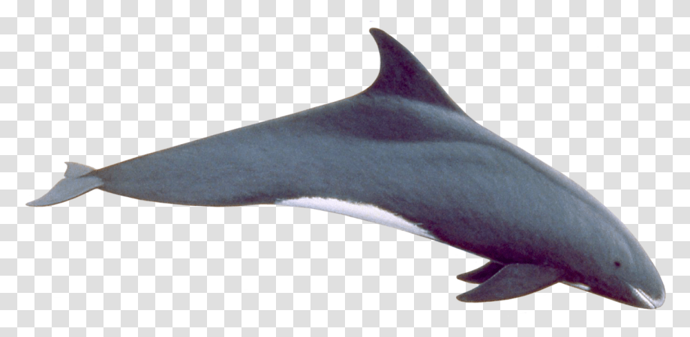 Pygmy Killer Whale Pygmy Killer Whale, Dolphin, Mammal, Sea Life, Animal Transparent Png