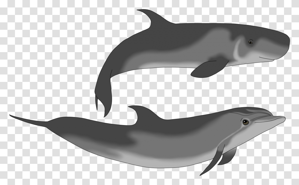 Pygmy Sperm Whale And Dolphin, Sea Life, Animal, Mammal, Shark Transparent Png