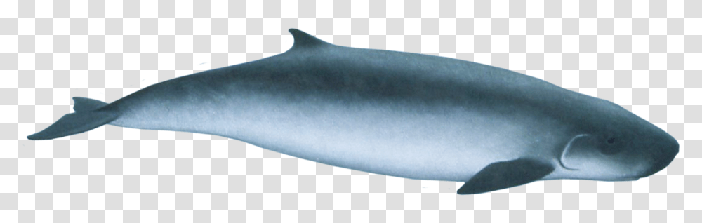 Pygmy Sperm Whale Pygmy Sperm Whale, Mammal, Animal, Sea Life, Beluga Whale Transparent Png