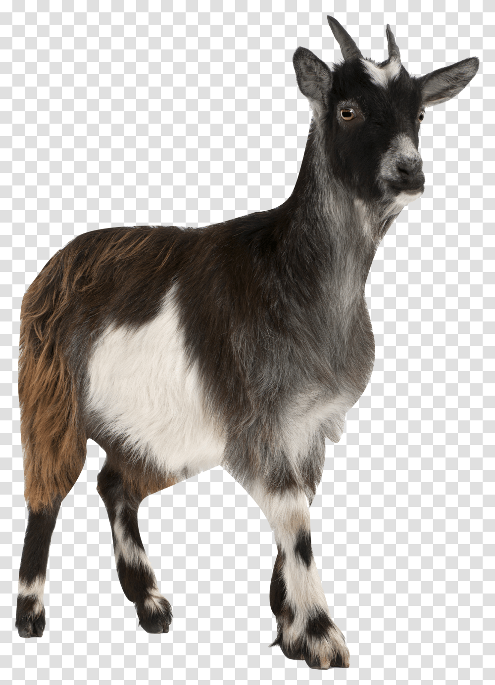 Pygmy Toggenburg Russian Stock Photography Mountain Goat Cow And Sheep, Mammal, Animal, Antelope, Wildlife Transparent Png