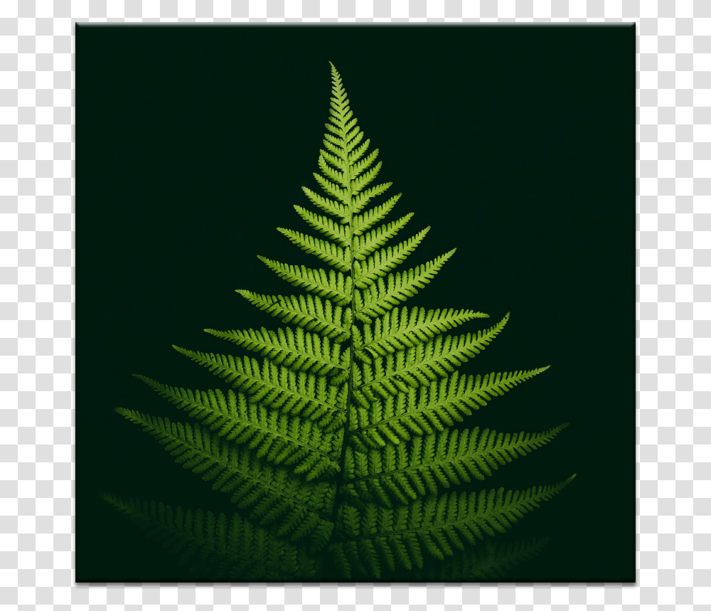 Pyramid Fern Green Leaf Background For Iphone, Plant, Christmas Tree, Ornament Transparent Png